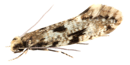 motyle_mol_ziarniak