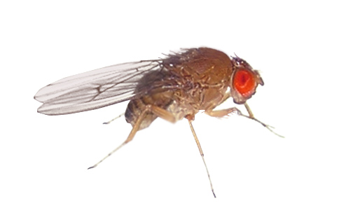 wywilzna_octowka